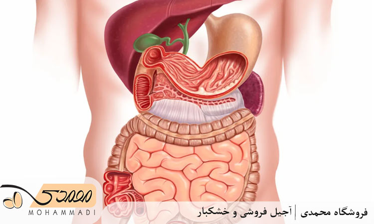 نقش فیبر و چربی در گوارش سالم