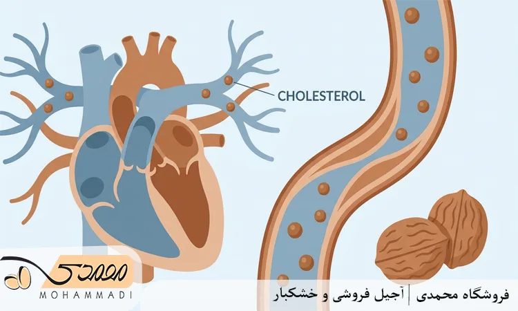 تاثیر گردو بر کلسترول LDL و HDL